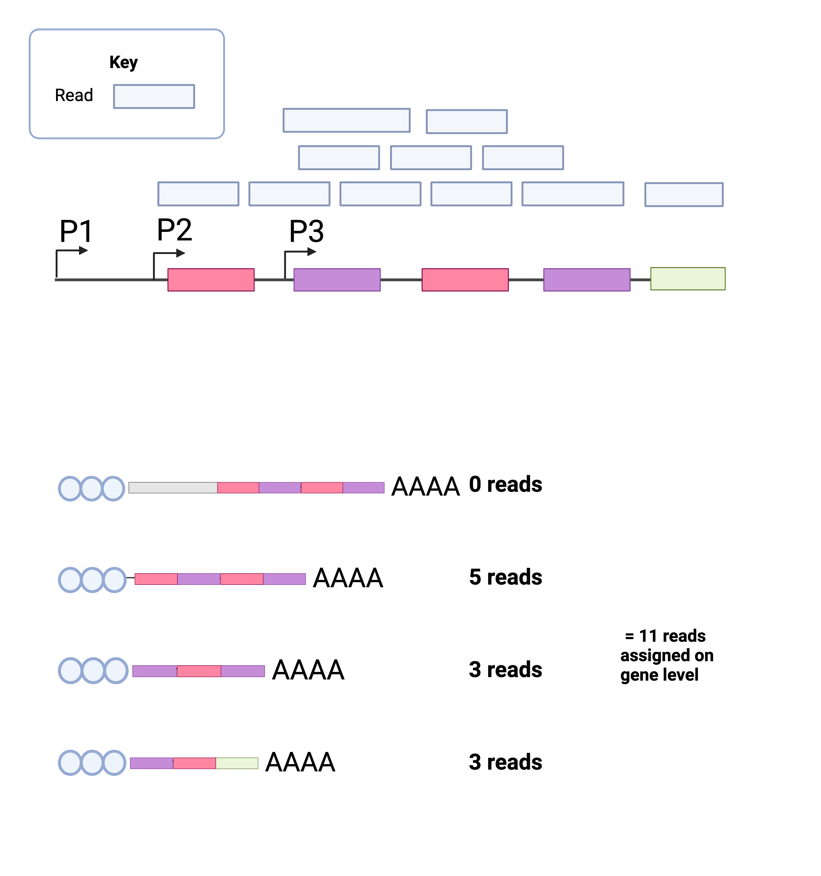 gene_transcript